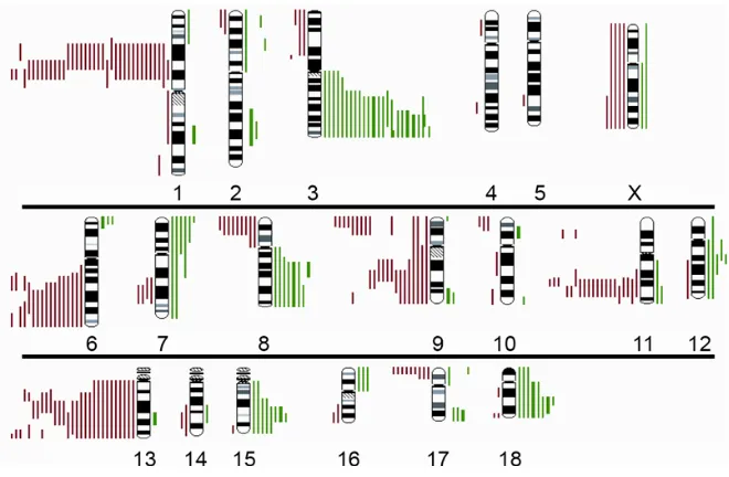 Figure 10. Ideogram of the distribution of gains and losses of genetic material detected by comparative green bars on the right side indicate genetic gains