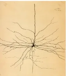 Figure 1.2: Drawing of a retinal neuron by Ram´on y Cajal (1899)