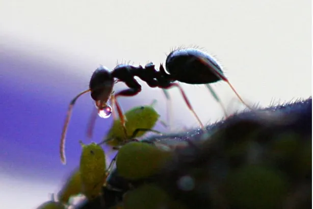 Figure 1.3: Ant Receives Honeydew from Aphid. Author: Dawidi (source: http://en.wikipedia.org/wiki/File:Ant_Receives_Honeydew_from_Aphid.jpg)