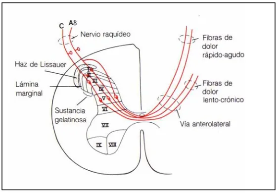 Fig 8 .Transmisión de las señales de dolor hacia la médula y a su través,  hacia el tallo cerebral  (32)