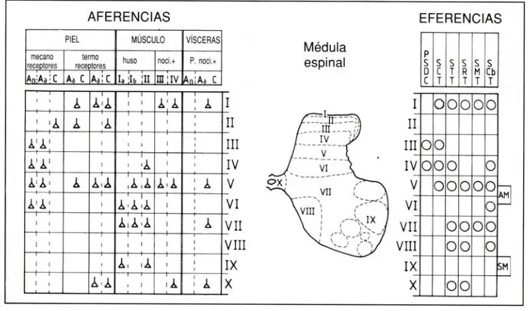 Fig 9. Aferencias y eferencias de la médula espinal. La figura muestra la organización laminar de la sustancia gris de la médula (centro), los patrones de terminación de las fibras aferentes primarias (izquierda) y los lugares de localización de los somas 