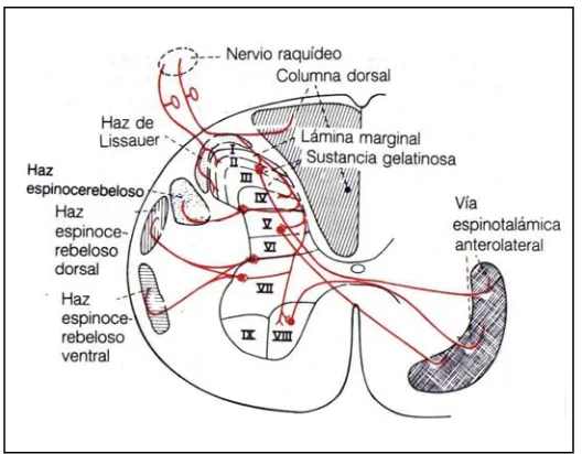 Fig 12. Corte transversal de la médula espinal, mostrando las láminas anatómicas de la sustancia gris medular y los haces sensoriales que ascienden por las columnas blancas de la médula espinal (41)