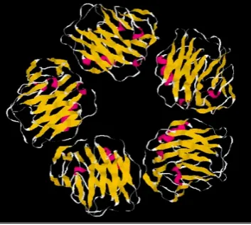 Figura 3. Estructura de Proteína C Reactiva. Imagen adaptada del original de PaulRidker