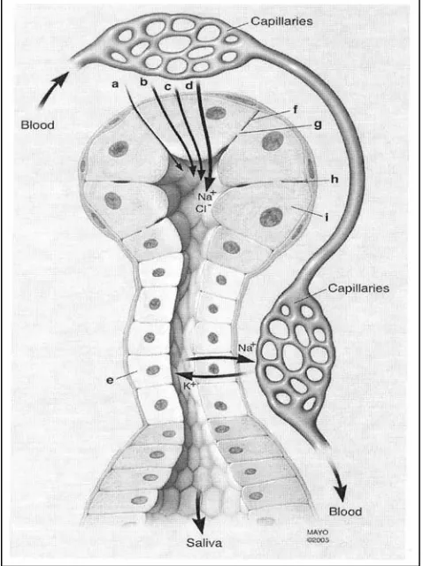 Figura 6. Mecanismo de transporte de las proteínas e iones desde el suero a losconductos de la glándula salivar