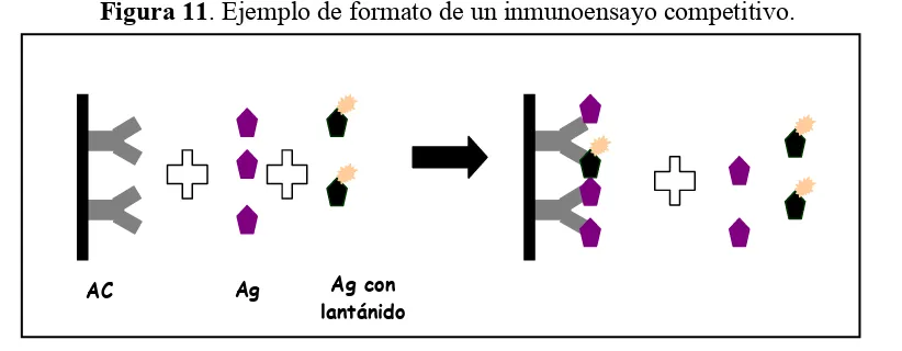Figura 11. Ejemplo de formato de un inmunoensayo competitivo.