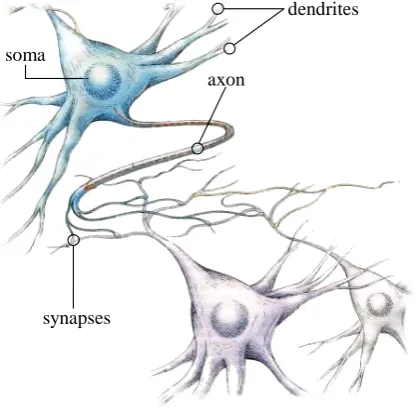 Figure 2.1: Biologic Neurons - Structure and Interconnection