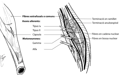 Fig 2. Fus muscular (Adaptat de Netter, 2007)