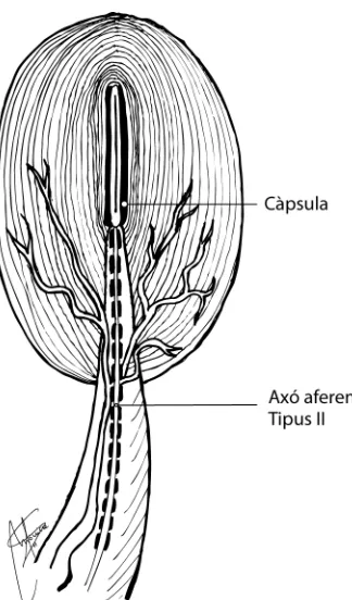 Fig 5. Receptor de Ruffini (Adaptat de Kandel et al., 2001) 