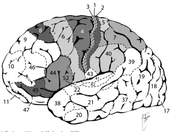 Fig 9. Àrees de Brodmann (Adaptat de Herbrandson, 2005)