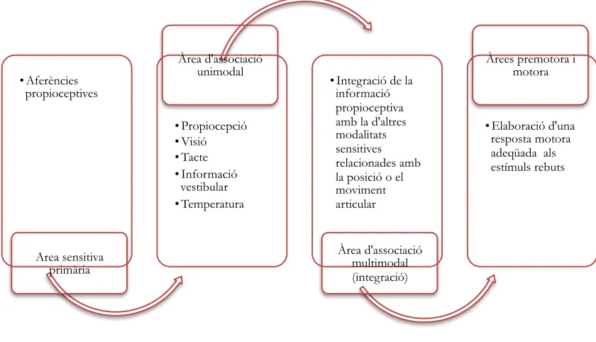Fig 10. Escorces d’associació del SNC