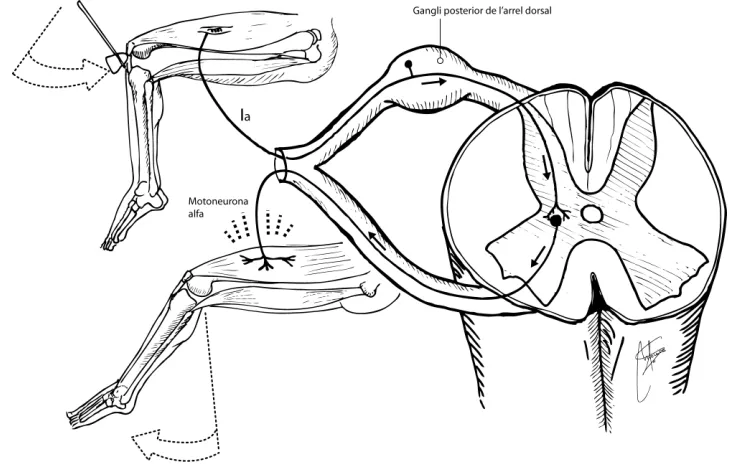 Fig 11.  Reflex d’estirament o miotàtic (Adaptat de Purves et al., 2008)