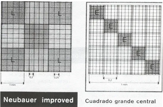 Fig. 4.3. Conjunto de cámaras donde se realiza el recuento del hongo Botrytis 