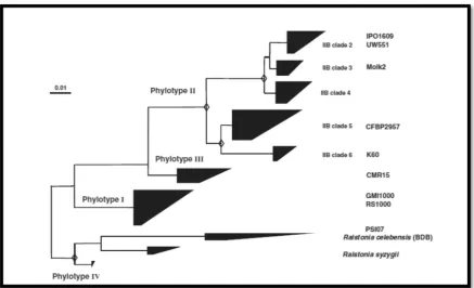 Figurjoininsolanare 1 – Phylogng tree basedacearum specgenetic treed on the parcies complex