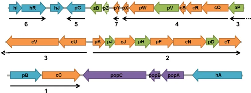 Figure 6 –The orientatthick arrow a, p and c GMI1000 da– Genetic orgtions of the se under the ORrespectively