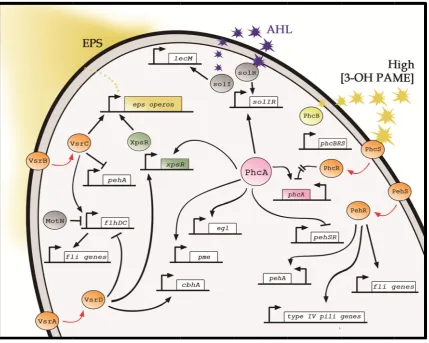 Figurplant complsimplire 8 – The Ph cell wall deglex network (Sicity. hc regulatorgrading enzymSchell, 2000).ry circuit