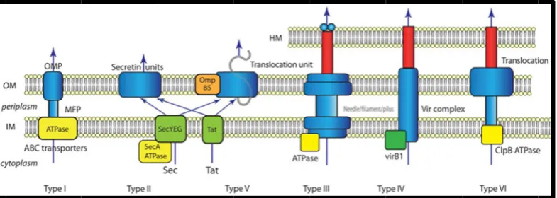 Figure 9 –have been membrane; protein.[Ima– Schematic  shown to m OM: outer age source (Ts representatmediate prote membrane; seng et al, 200tion of the sein export in IM: inner 09)]