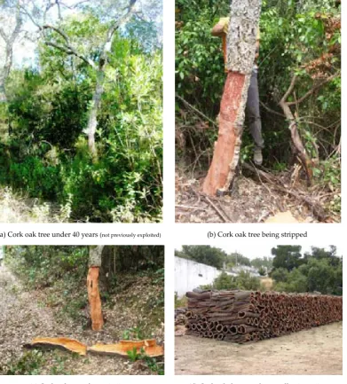 Figure 1.3. The cork oak tree cycle and cork as a resource. Source: Jesús Rives.