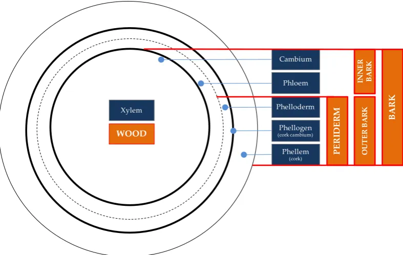 Figure 1.7. Schematic diagram of a cross-section of a cork oak tree trunk. Source: adapted from [26] and [25]