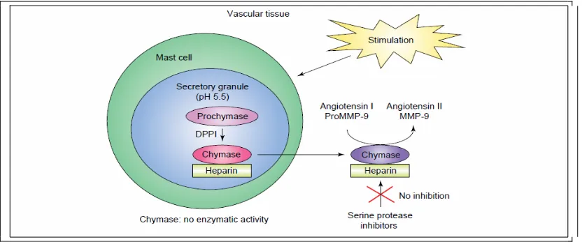 Figura 3. Producción y activación de la quimasa mastocitaria.  