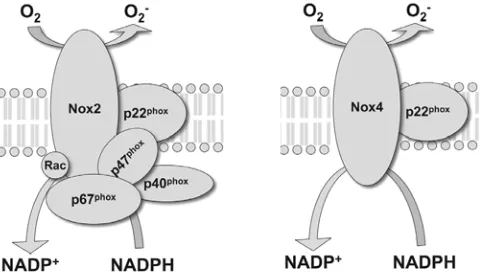 Figura 9. La Nox2 y Nox4 son las isoformas que se expresan en las células endoteliales