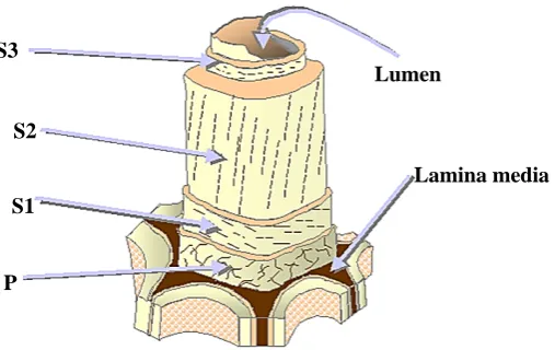 Figura 1.1. Estructura de la fibra de madera. P (Pared celular primaria), S1 (Pared celular secundaria 