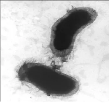 Fig. 5 Bartonella bacilliformis  