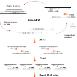 Fig. 17 Esquema d’amplificació per PCR. 