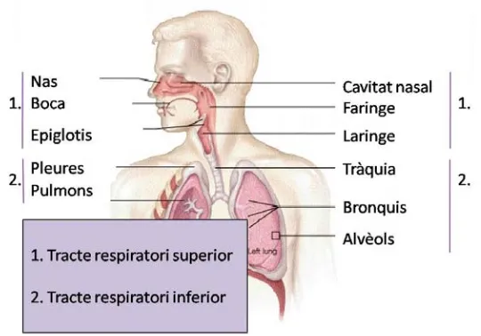 Figura 1. Esquema del tracte respiratori superior i inferior. 