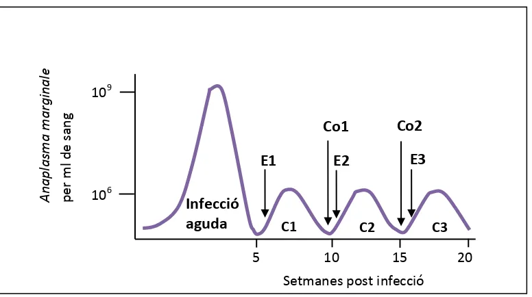 Figura 1. Evolució dels nivells d'A. marginale en sang segons les setmanes post infecció