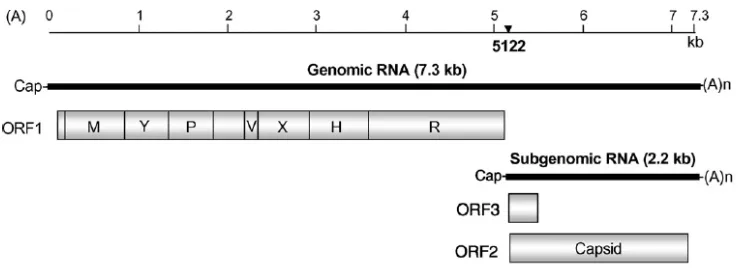 Figura 1.1. Organització genòmica del VHE. Extret de Okamoto, 2007 amb el permís de l’autor. 