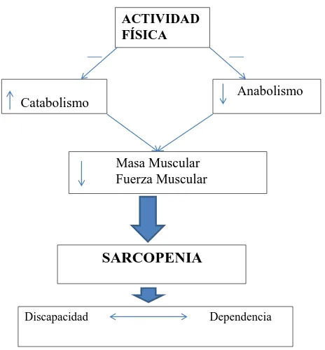 Figura 1.6: Papel de la actividad f´ısica en la ﬁsiopatolog´ıa de la Sarcopenia.