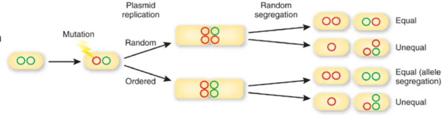 Figura 3: Replicación plasmídica desde una célula progenitora (Kachroo et al., 