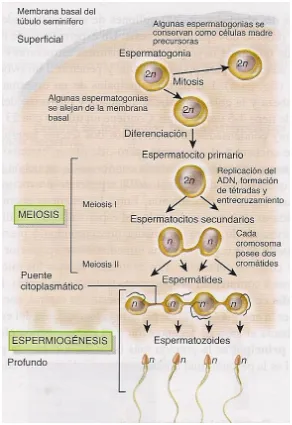 Figura 9. El proceso de la espermatogénesis.  Extraído de Tortora & Derrickson, 2006. 