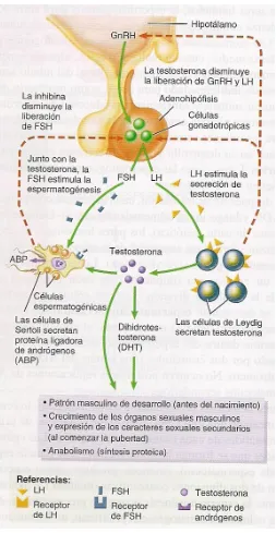 Figura 10. Regulación hormonal de la espermatogénesis. Reproducida de Tortora & Derrickson, 2006