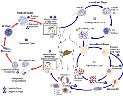 Figure 1. The life cycle of human malaria parasites, illustrating the Sporogonic, Exo-erythrocytic and Erythrocytic cycles 