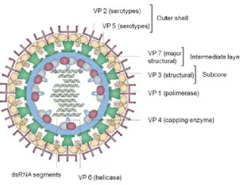 Figure 1. Bluetongue virus morphology [adapted from Roy et al., 2009] 