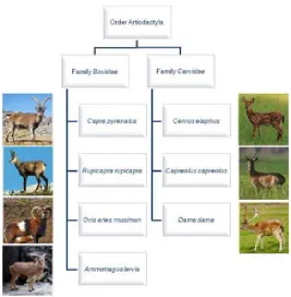 Figure 4. Classification of the wild ruminant species studied in the present thesis. 