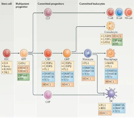 Figure 1-1 Transcription factors and epigenetic regulators of hematopoietic cell differentiation
