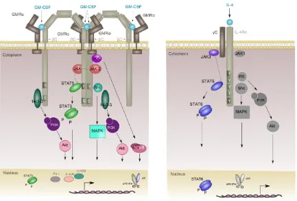 Figure 1-4 GM-CSFR and IL-4R cell signalling pathways. GM-CSF binds to GM-CSFR, resulting in the activation of members of PI3K-Akt, MAPKs, STAT5 and NF-kB pathways, which promote cellular differentiation in the context of MOs cells through the activation o