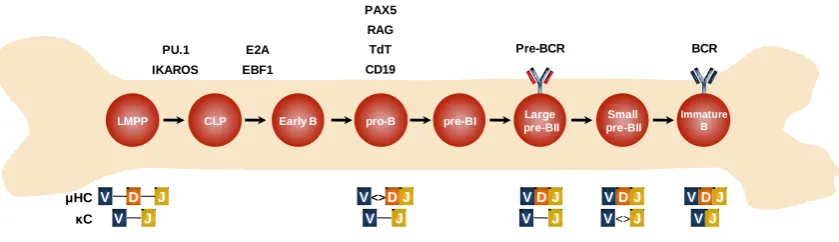 Figure I1. Early stages of human B cell development in bone marrow. LMPP indicates lymphoid-primed multipotent progenitor; CLP, common lymphoid progenitor; BCR, B cell receptor