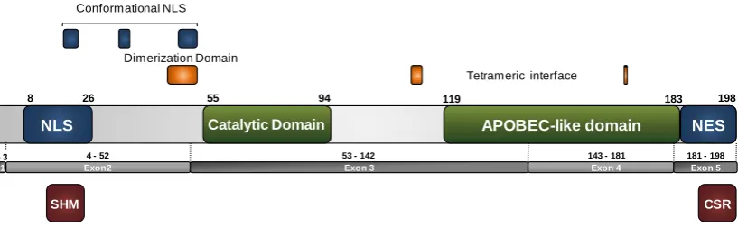 Figure I7. Functional domains of AID. In blue, AID regions linked with AID localization