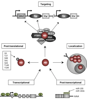 Figure I9. Regulation of AID expression and activity. Different transcription factors regulate AID expression