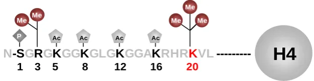 Figure I11. Post translational modifications in histone H4.Histone H4 can be phosphorylated (S1 residue), acetylated (K5, K8,K12 or K16) and methylated (in R3 or K20)