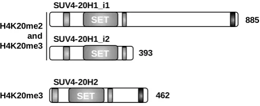 Figure I12. Primary structure of SUV4-20H proteins.  All three SUV420H proteins contain the catalytic SET domain, as well as 2 additional regions of conservation (black boxes)