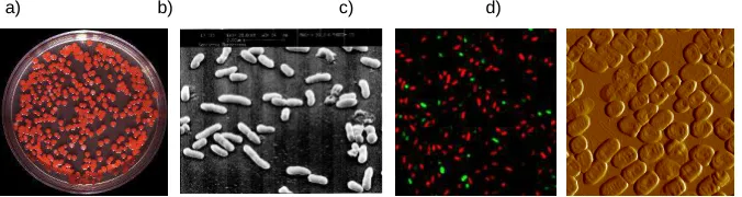 Fig. 2. a) with LIFE/DEAD stain and d) Scanning Electron Microscope. c) S. marcescens pigmented colonies growth in TSA