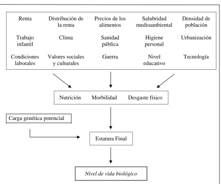 FIGURA 2 Factores determinantes de la Estatura 