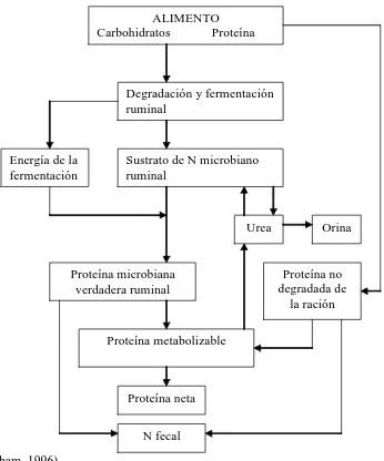 Figura 1. Esquema general de la obtención de proteína metabolizable en rumiantes. 