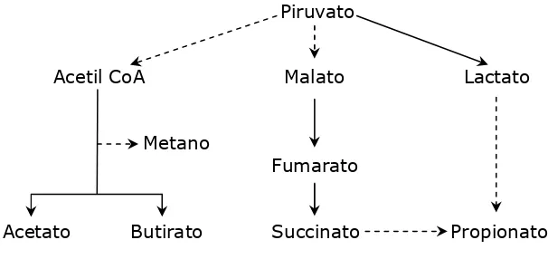 Figura 8.  Esquema del metabolismo del piruvato y la formación de los principales ácidos grasos en rumen