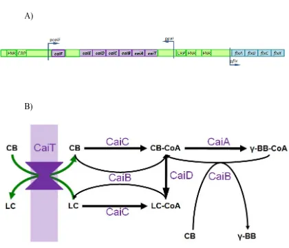 Figure 1. L(-)-carnitine metabolism. A) Operons related to carnitine metabolism and 