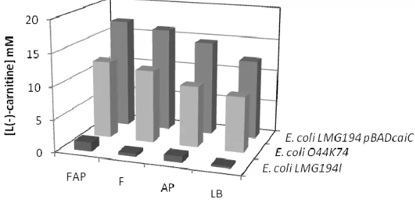 Figure 5: Effect of pantothenate on L(-)-carnitine production of E. coli LMG194, E. 